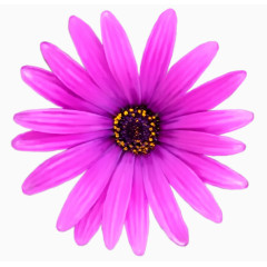 花紫色花朵