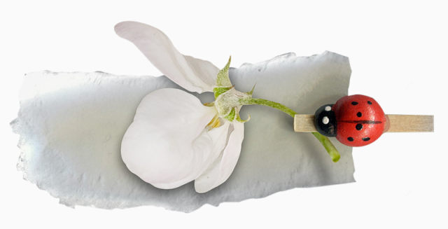 甲虫追逐花瓣下载