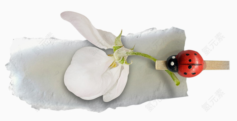 甲虫追逐花瓣