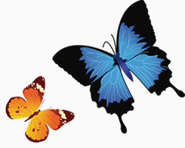 两个蝴蝶彩色飞行图案