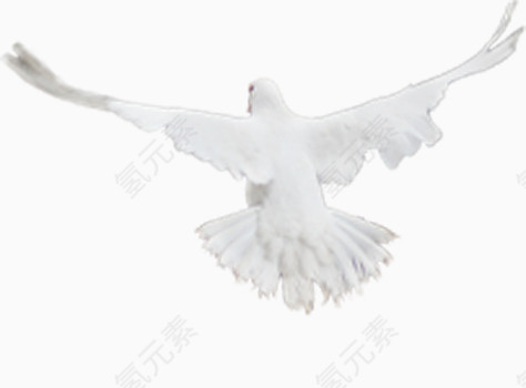 白色飞翔鸽子