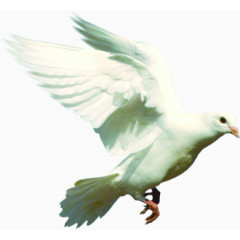 白色羽毛高清和平鸽