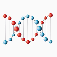 矢量DNA