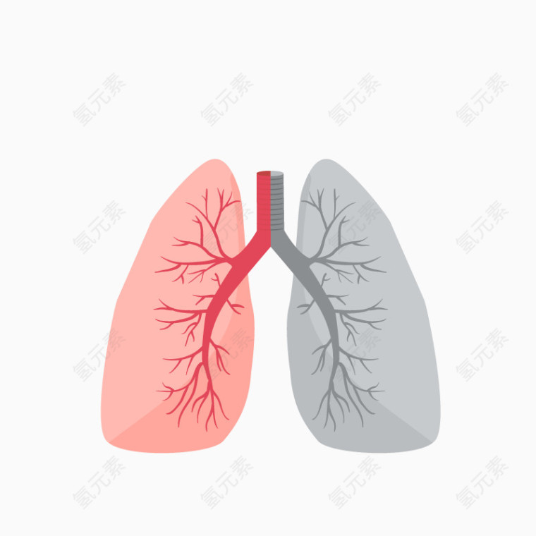 矢量肺的对比图