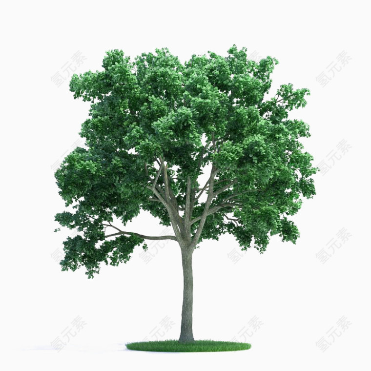 绿色桉树图片素材