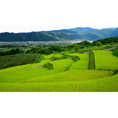 蓝山与稻田