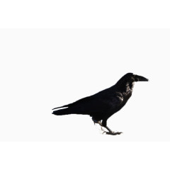 黑色的鸟