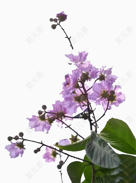 紫色紫薇花