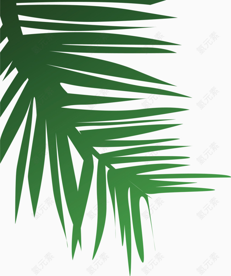 热带植物针叶植物矢量图