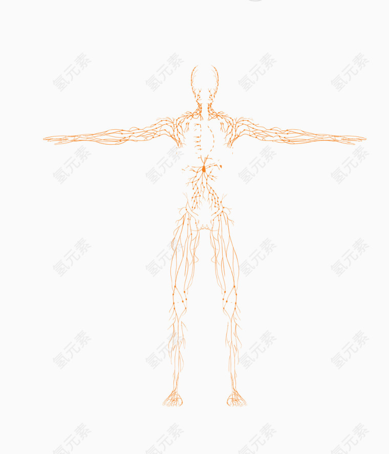 矢量简易线条人体骨骼结构图