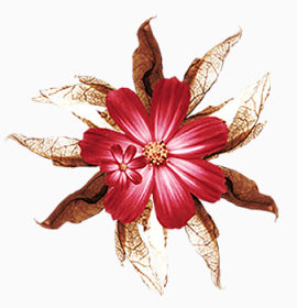 红花免抠装饰素材