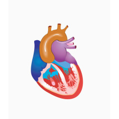 心脏剖析图