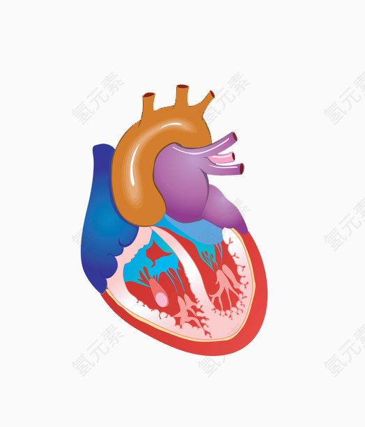 心脏剖析图