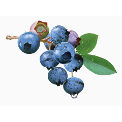 手绘的蓝莓果实画