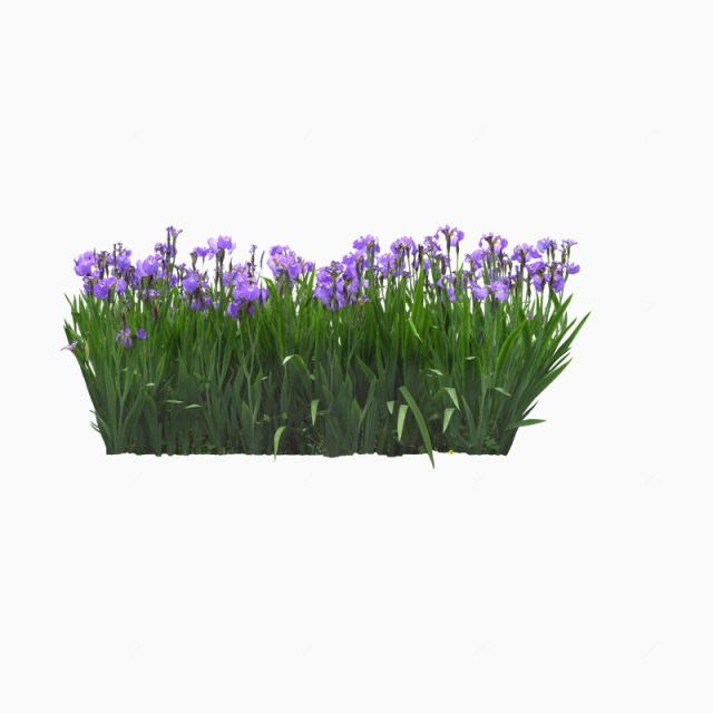 花卉盆景绿叶紫色的花下载