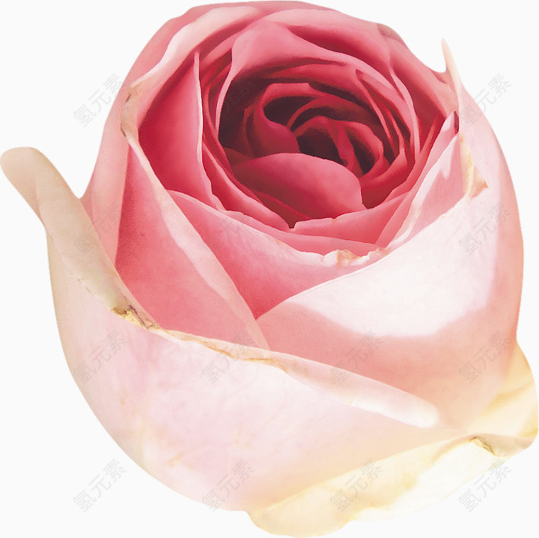 粉白玫瑰