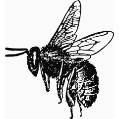 昆虫 蜜蜂 蜂蜜