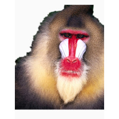红脸的猿猴猩猩