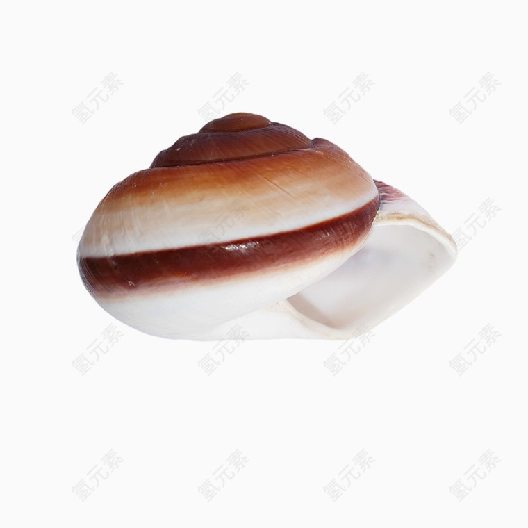 红白色的海螺