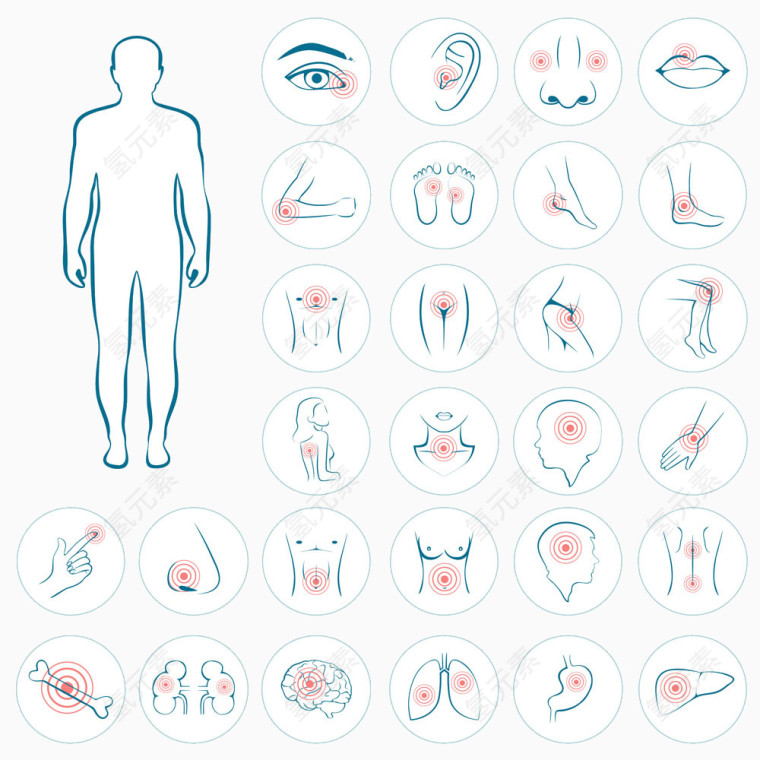 人体器官图标