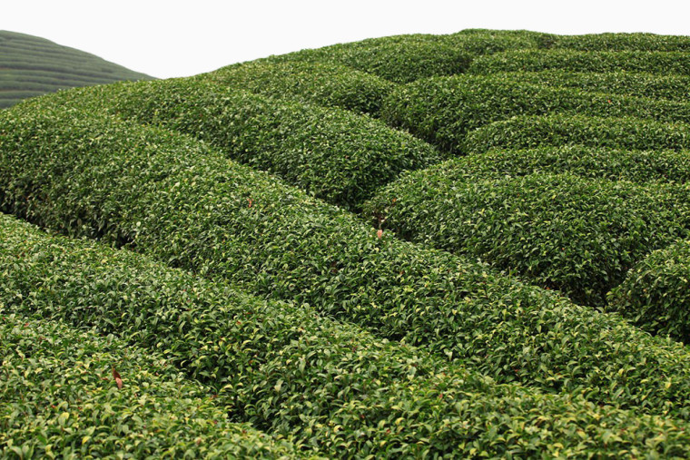 茶田免抠素材