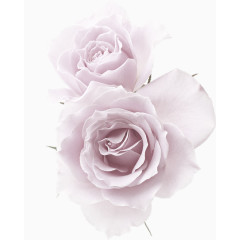 粉白色清新花朵装饰图案