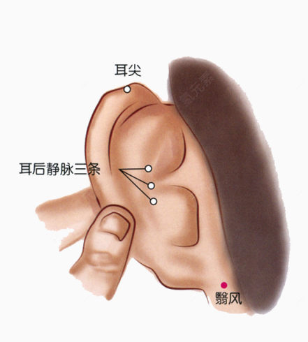 人体耳朵中医穴位下载