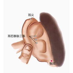 人体耳朵中医穴位