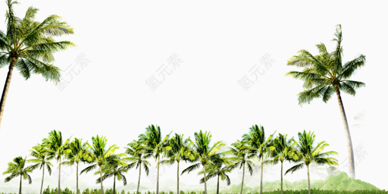 夏日风情 椰子树