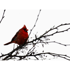 枝头的红色小鸟