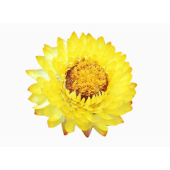 黄色蜡菊鲜花图片素材