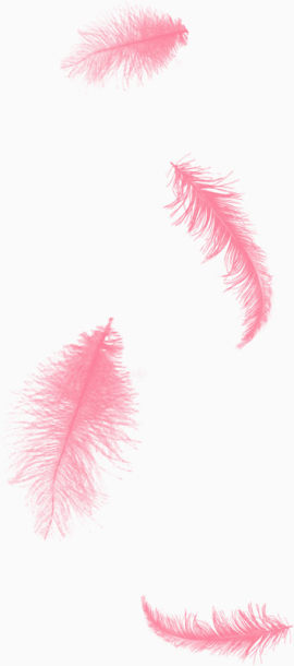 两片粉色羽毛