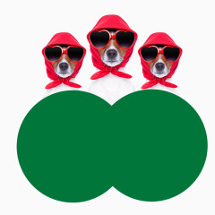 带红头巾的三只狗狗