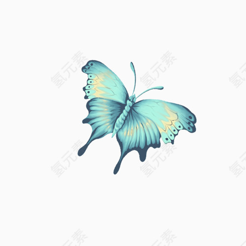 蓝色蝴蝶标本