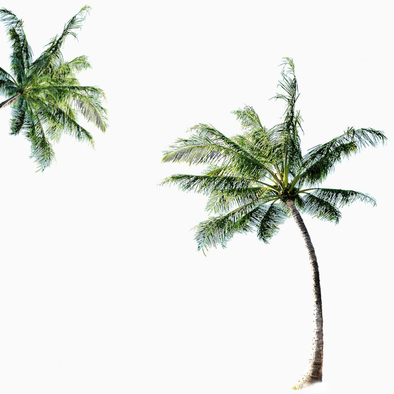 椰子椰子树下载