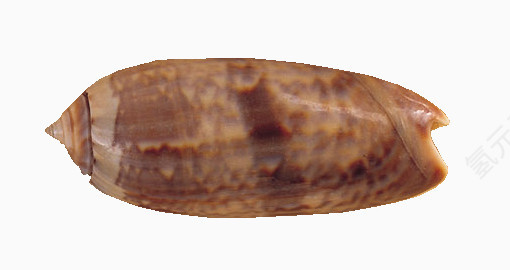 柱形海螺