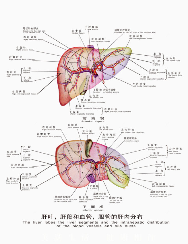 医疗人体科室挂图下载