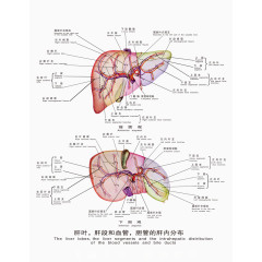医疗人体科室挂图
