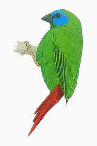手绘绿色红尾巴小鸟
