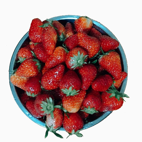 好多好多的草莓