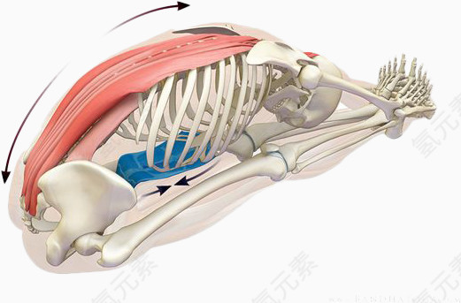 瑜伽骨骼图