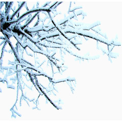 挂满雪的树枝