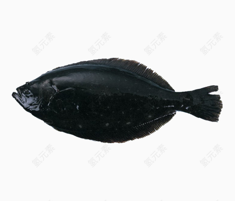 黝黑的鱼