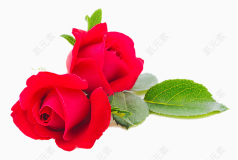 两朵红色玫瑰花