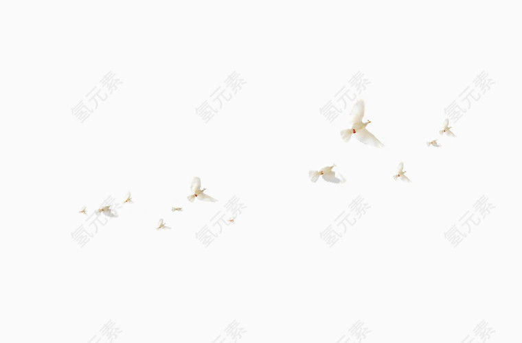 白鸽，小鸟，一群鸟，白色，飞翔