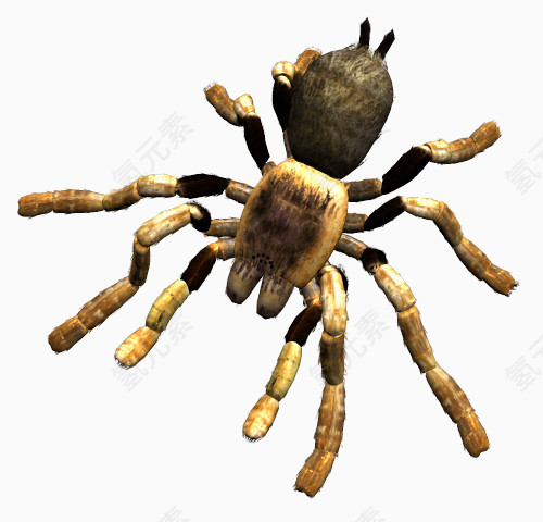 恐怖昆虫蜘蛛