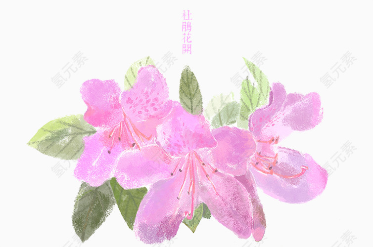 杜鹃花开