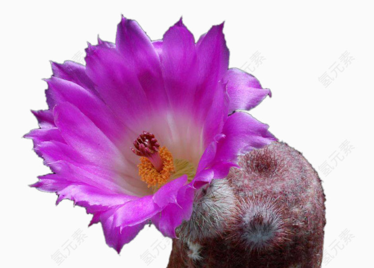 仙人掌紫色花