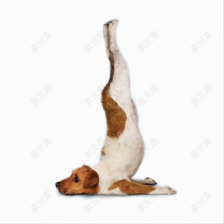 宠物小狗学瑜伽