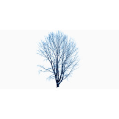 冬季大树